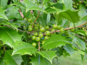 American holly berries on branch